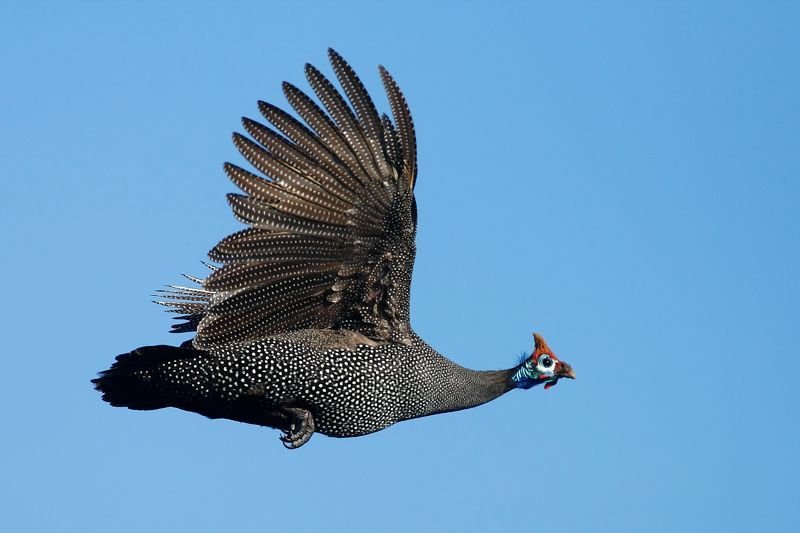Helmeted Guineafowl